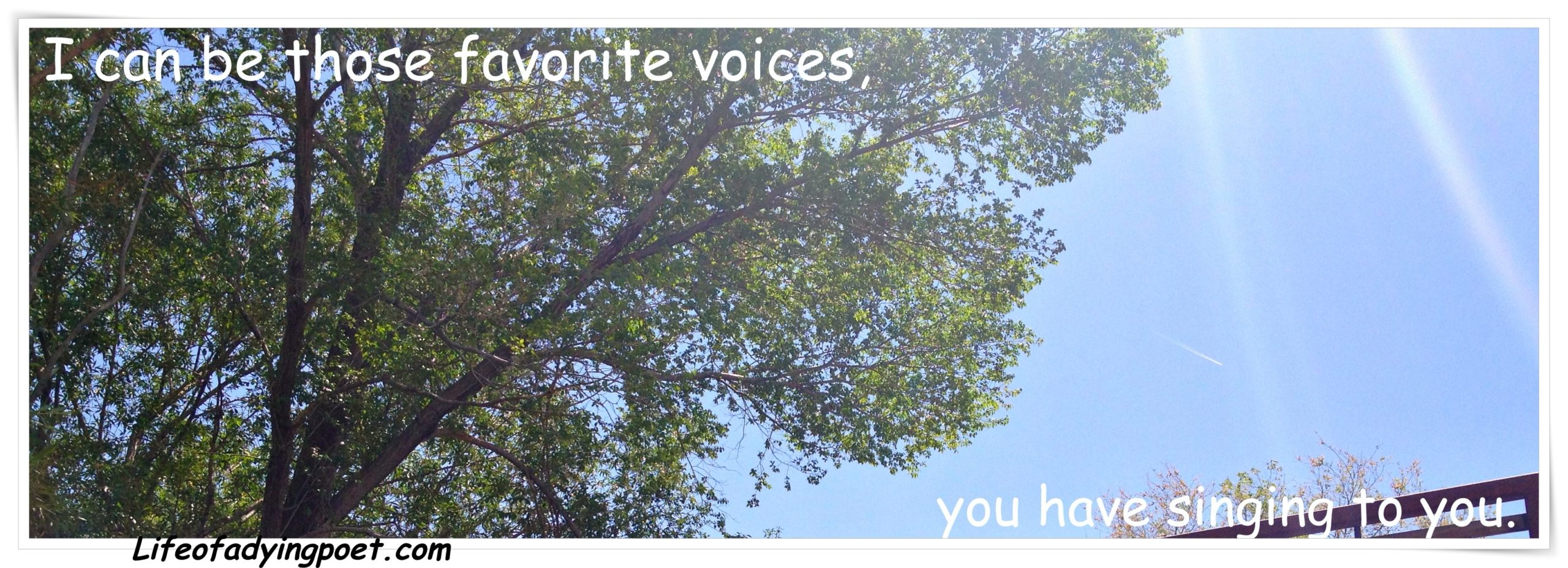 Read more about the article Favorite Voices