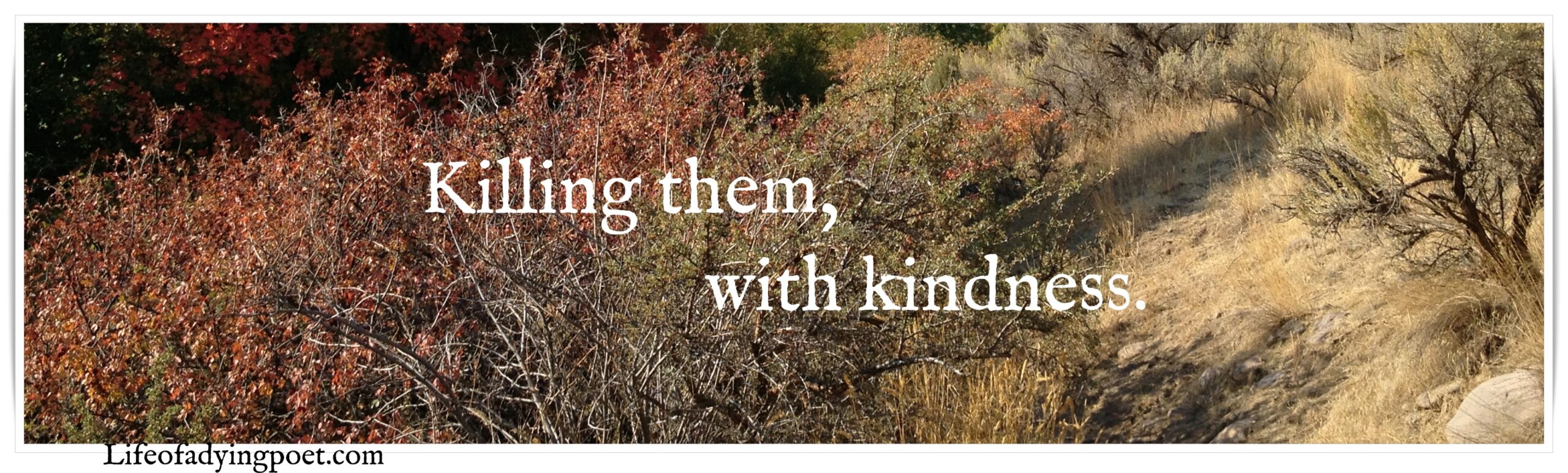 Read more about the article Kindness